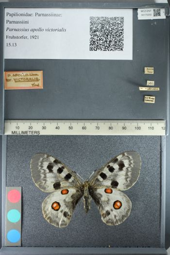Media type: image;   Entomology 175202